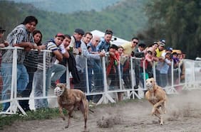 Diputados presentan nuevo proyecto que busca prohibir las carreras de perros en el país
