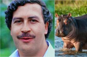 Buscan deportar a los “hipopótamos de la cocaína” de Pablo Escobar: se convirtieron en un peligro