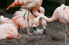 El tierno registro de un polluelo de flamenco chileno dando sus primeros pasos en un zoológico de Escocia