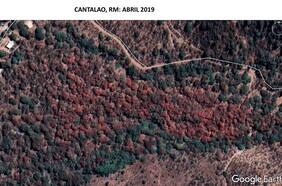 Impactantes imágenes satelitales revelan la rapidez con que se está secando el bosque nativo en la RM