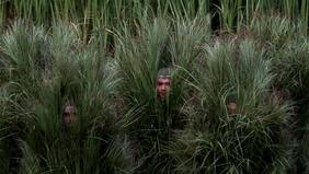 Fui una caña de azúcar en el Super Bowl de Bad Bunny