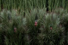 Fui una caña de azúcar en el Super Bowl de Bad Bunny