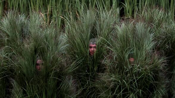 Fui una caña de azúcar en el Super Bowl de Bad Bunny