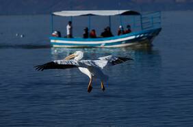 Confirman dos nuevos casos de gripe aviar en Antofagasta e Iquique: fueron reportados en pelícanos