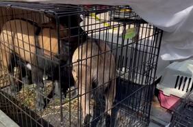 Rescatan animales abandonados en un kibutz devastado tras los ataques de Hamás