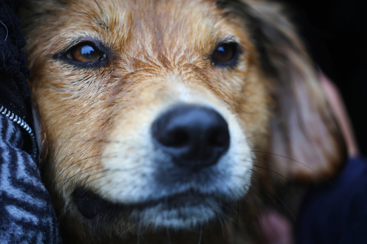 Municipalidad de Santiago adopta al perro Morocho tras ser rescatado del río Mapocho