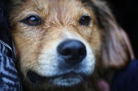 Municipalidad de Santiago adopta al perro Morocho tras ser rescatado del río Mapocho