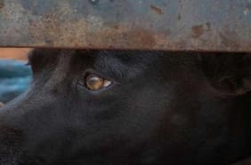 Fiscalía abre investigación de oficio por presuntos casos de sustracción y faenamiento de perros en Antofagasta