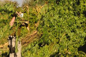 Carabineros: incautación de marihuana producida en Chile aumentó un 29%
