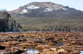 Conservación de turberas de Patagonia: el maridaje perfecto de la COP25 de cambio climático y COP15 de biodiversidad