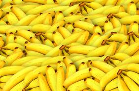 La industria del plátano en alerta: enfermedad fulminante y sin cura podría acabar con la producción de este fruto