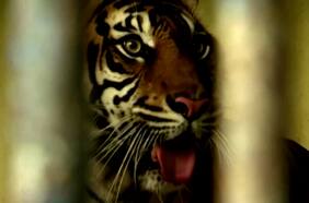 Tigres de Sumatra se recuperan del COVID-19