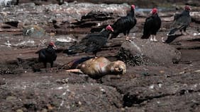 Declaran alerta temprana preventiva en Aysén por caso de influenza aviar AH5N1 en Chile Chico