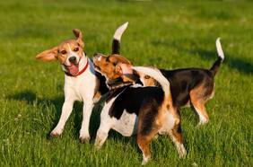 Hoteles para mascotas: ¿es seguro dejar ahí a nuestros animales?