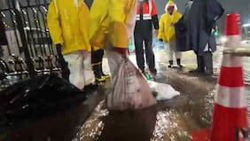 Encuentran sacos con cabezas de caballo durante trabajos en red de alcantarillado de Puente Alto