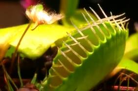 Planta carnívora es controlada a través de una neurona artificial