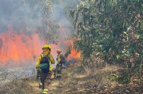Región de La Araucanía: Viviendas se ven amenazadas en Nueva Imperial por incendios forestales