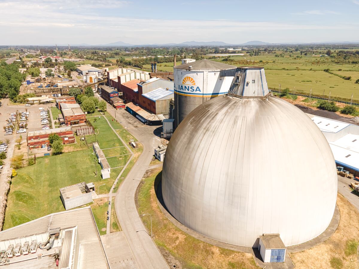 Iansa deja de comprar remolacha en Chile: 250 productores y 7.000 hectáreas en riesgo — image 2