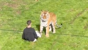 Hombre muere tras ingresar a recinto de tigres en parque de Inglaterra: recinto fue evacuado