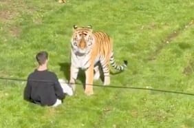 Hombre muere tras ingresar a recinto de tigres en parque de Inglaterra: recinto fue evacuado