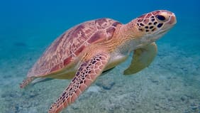 Paleontólogos chilenos descubren fósiles de tortugas marinas de más de 30 millones de años en Algarrobo