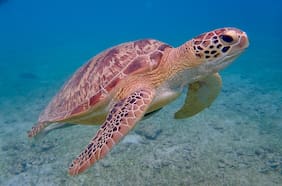 Paleontólogos chilenos descubren fósiles de tortugas marinas de más de 30 millones de años en Algarrobo