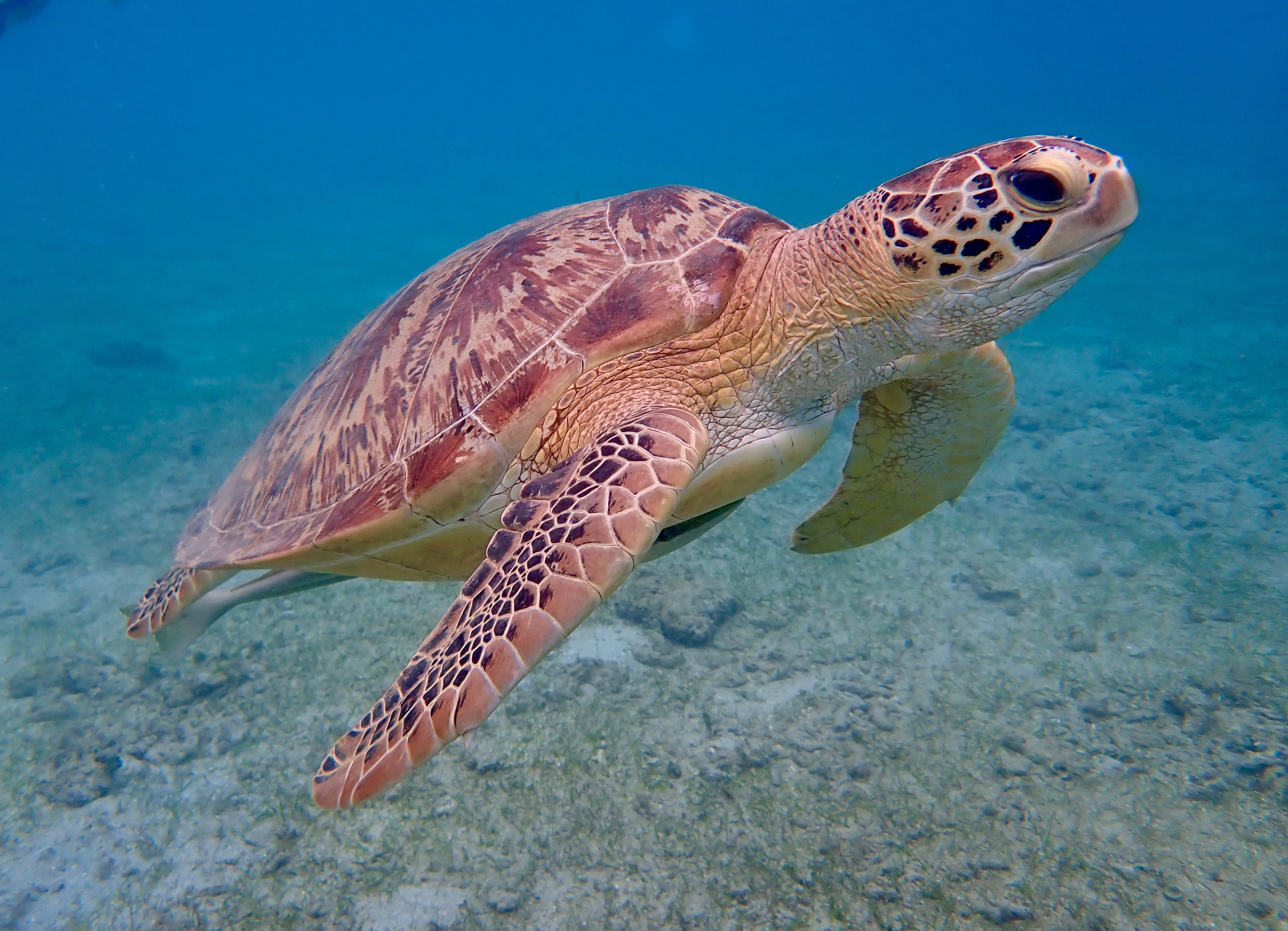 Paleontólogos chilenos descubren fósiles de tortugas marinas de más de 30 millones de años en Algarrobo