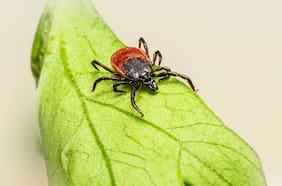 Qué es la enfermedad de Lyme, transmitida por garrapatas, que pronto tendrá una vacuna
