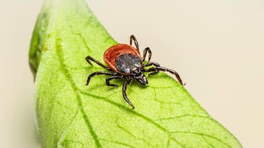Qué es la enfermedad de Lyme, transmitida por garrapatas, que pronto tendrá una vacuna