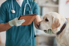 Reversible y ambulatoria: chileno crea la primera vacuna del mundo para esterilizar perros sin castrarlos