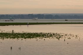Se alimenta de anfibios, lombrices e invertebrados: detectan enigmática especie en el lago Rapel