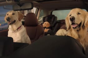 Errores y aciertos de humanizar a las mascotas