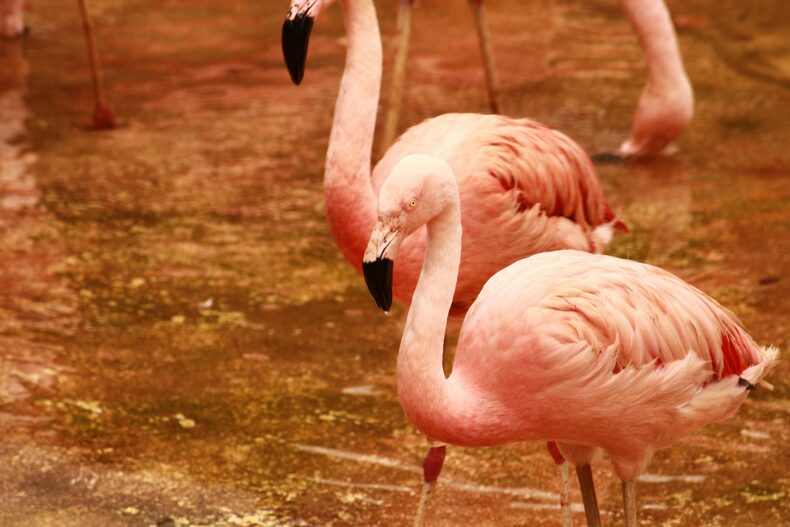 Pink flamingos