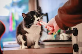 Providencia logra inédita condena por Ley Cholito en caso de maltrato animal a un gato en la vía pública