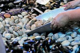 Cultivos acuícolas a pequeña escala y su proyección para abastecer el consumo de pescados y mariscos