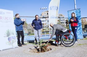 Plantación de araucarias une a las seis sedes de los Juegos Parapanamericanos Juveniles Chile 2025