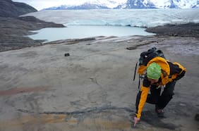 “Un cementerio de dragones marinos”: descubren el origen de Fiona, uno de los fósiles más importantes del país