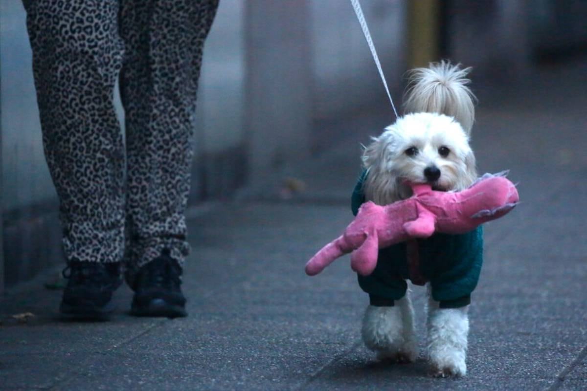 En invierno, el pelaje de los perros es su abrigo natural. Si lo llevas a la peluquería, pide solo un recorte sutil, evita el rasurado.