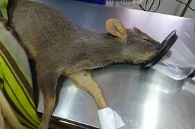 Región del Maule: Bomberos rescatan a joven pudú que resultó herido durante incendio forestal en Molina