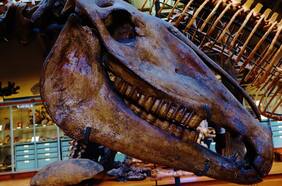 Científica chilena participa de estudio global que revela dónde surgieron los caballos