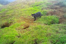 Erradicación de gatos asilvestrados en Juan Fernández: el plan del Gobierno que encendió las alarmas de los animalistas