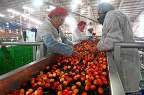 La arremetida de Fedefruta para que Asoex no pueda usar la marca “Frutas de Chile”