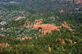 Qué son los “bosques zombies” que están “engañando a la muerte”