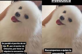 Arturo Vidal ofrece recompensa para encontrar al perro de su hija extraviado en Chicureo