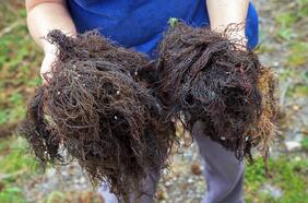 Pionera investigación muestra cómo un alga chilena podría combatir el cáncer de próstata