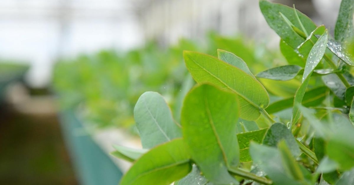 Premio Nobel de Física 2025: La física cuántica que desafía límites y expectativas