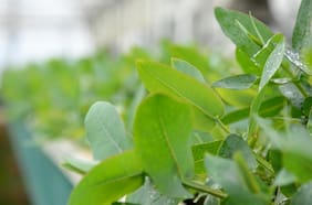 Una nueva especie de eucalipto y un equipo que convierte camiones contaminantes, los ganadores del Premio PwC Innovación 2025