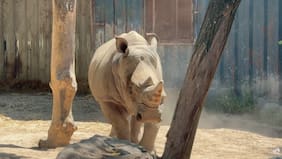 Por qué un rinoceronte blanco del Buinzoo fue trasladado de Chile a Brasil