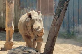 Por qué un rinoceronte blanco del Buinzoo fue trasladado de Chile a Brasil