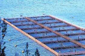 Salmones Austral estima impacto de US$700 mil en Joint Venture con Nova Austral por infección con virus ISA en dos jaulas